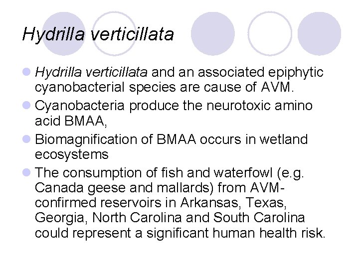 Hydrilla verticillata l Hydrilla verticillata and an associated epiphytic cyanobacterial species are cause of