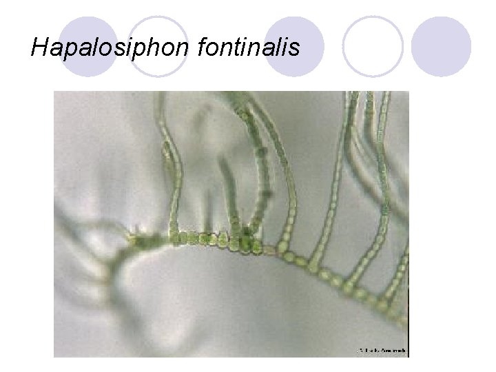 Hapalosiphon fontinalis 