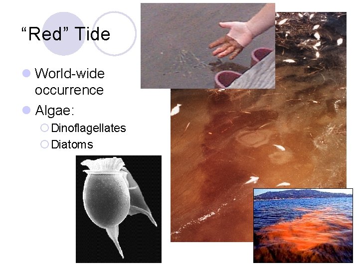 “Red” Tide l World-wide occurrence l Algae: ¡ Dinoflagellates ¡ Diatoms 
