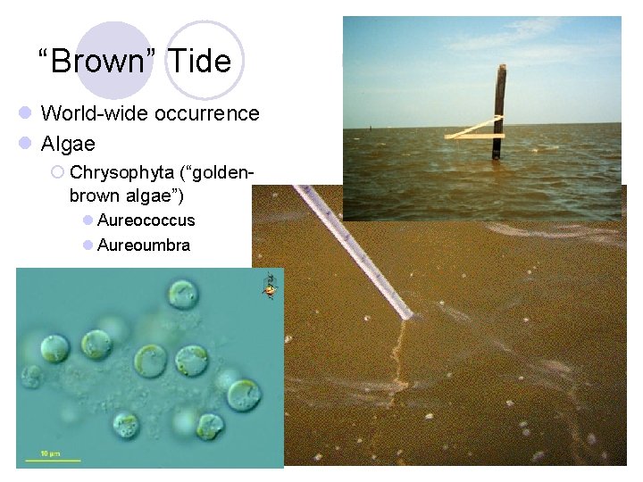 “Brown” Tide l World-wide occurrence l Algae ¡ Chrysophyta (“goldenbrown algae”) l Aureococcus l