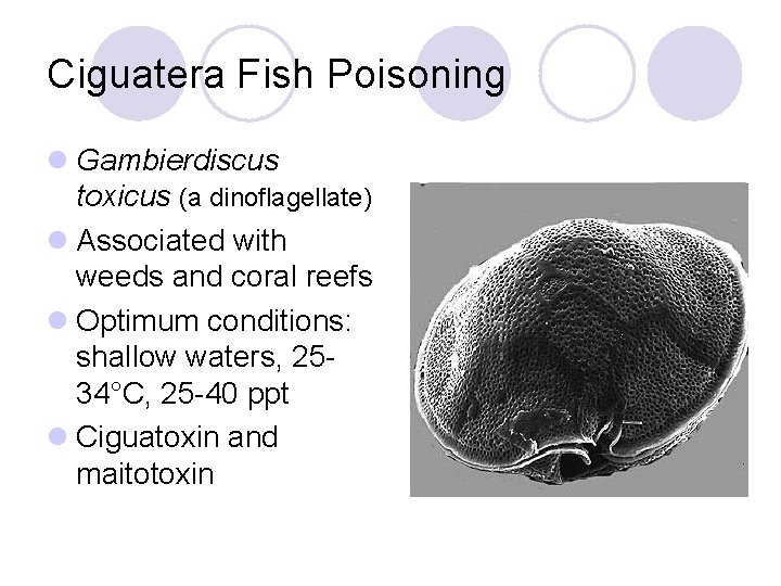 Ciguatera Fish Poisoning l Gambierdiscus toxicus (a dinoflagellate) l Associated with weeds and coral