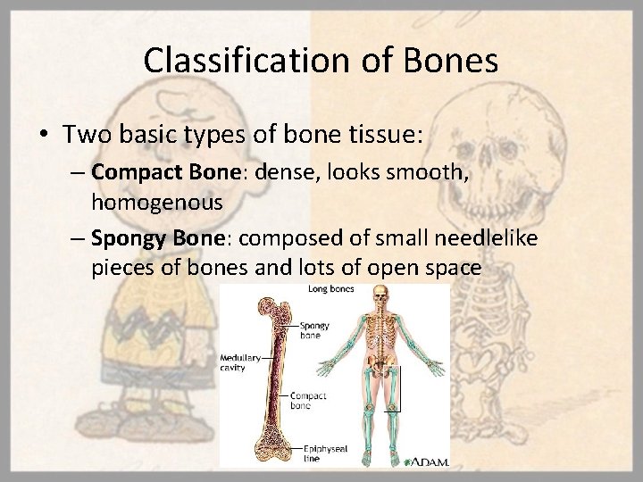 Classification of Bones • Two basic types of bone tissue: – Compact Bone: dense,