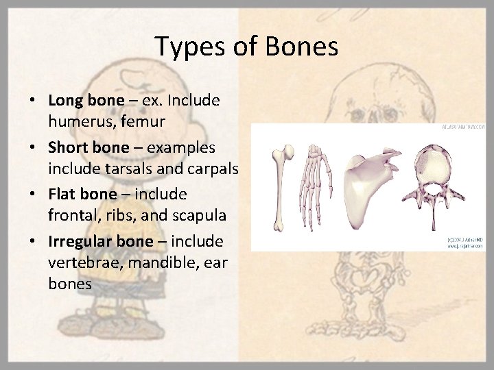 Types of Bones • Long bone – ex. Include humerus, femur • Short bone