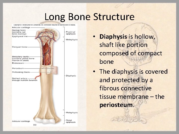 Long Bone Structure • Diaphysis is hollow, shaft like portion composed of compact bone