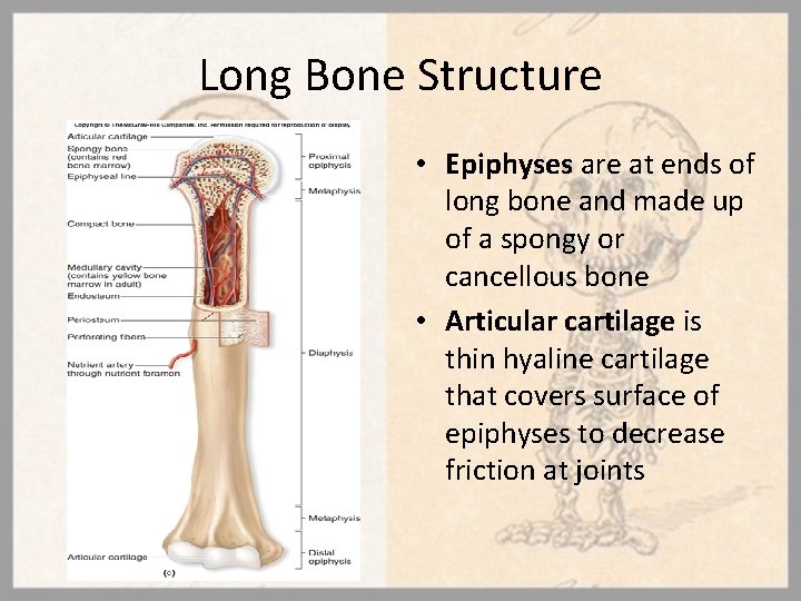 Long Bone Structure • Epiphyses are at ends of long bone and made up