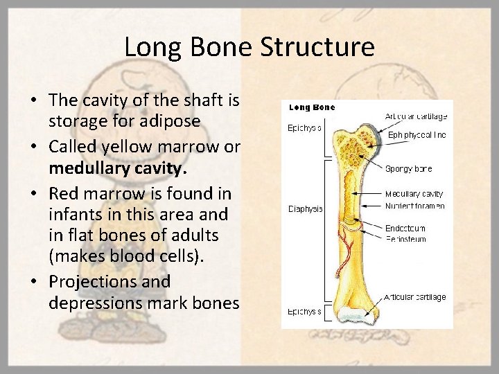 Long Bone Structure • The cavity of the shaft is storage for adipose •