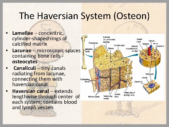 The Haversian System (Osteon) • Lamellae – concentric, cylinder-shaped rings of calcified matrix •