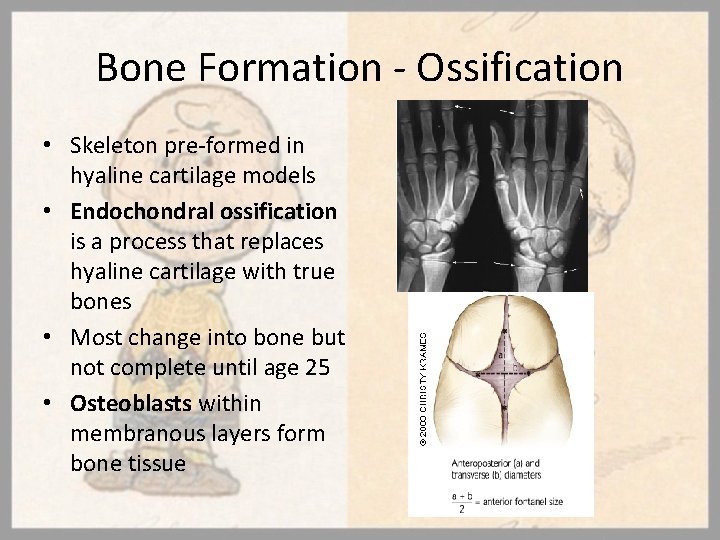 Bone Formation - Ossification • Skeleton pre-formed in hyaline cartilage models • Endochondral ossification