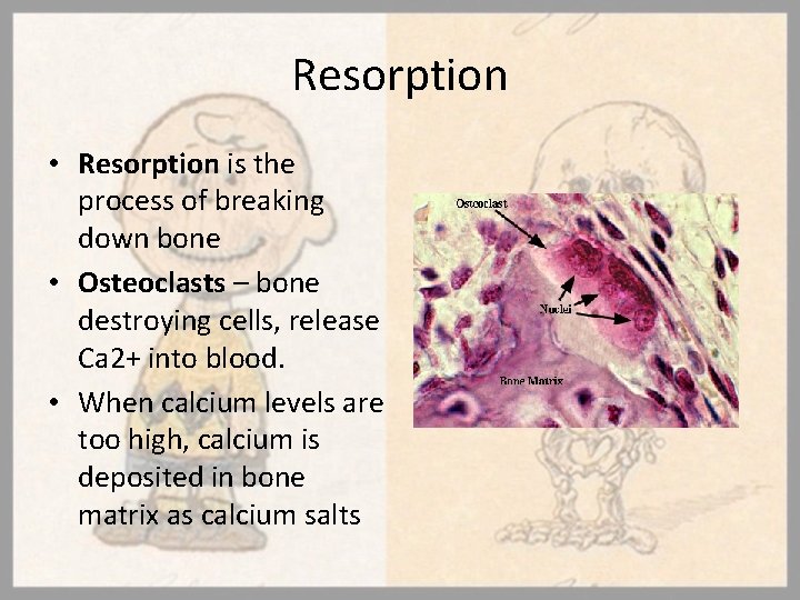 Resorption • Resorption is the process of breaking down bone • Osteoclasts – bone