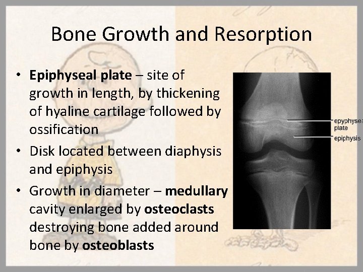 Bone Growth and Resorption • Epiphyseal plate – site of growth in length, by