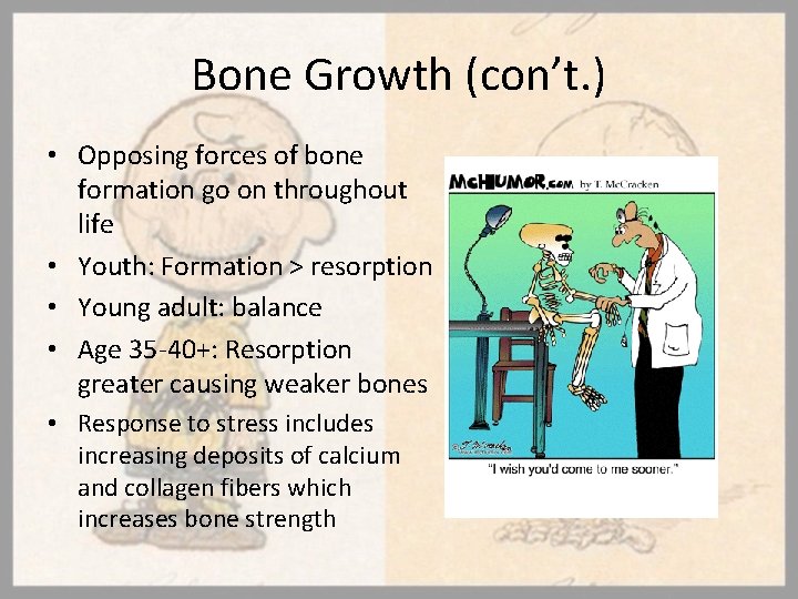 Bone Growth (con’t. ) • Opposing forces of bone formation go on throughout life