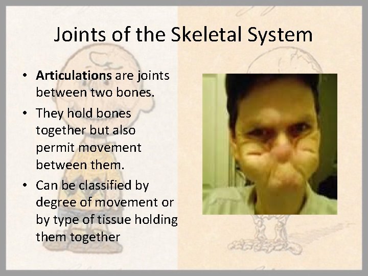 Joints of the Skeletal System • Articulations are joints between two bones. • They