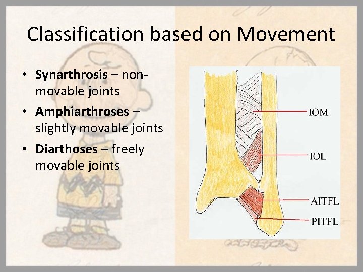 Classification based on Movement • Synarthrosis – nonmovable joints • Amphiarthroses – slightly movable