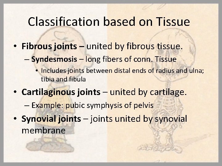 Classification based on Tissue • Fibrous joints – united by fibrous tissue. – Syndesmosis
