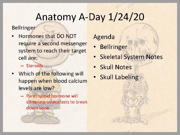 Anatomy A-Day 1/24/20 Bellringer • Hormones that DO NOT require a second messenger system