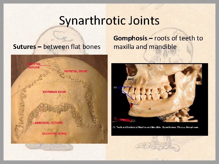 Synarthrotic Joints Sutures – between flat bones Gomphosis – roots of teeth to maxilla