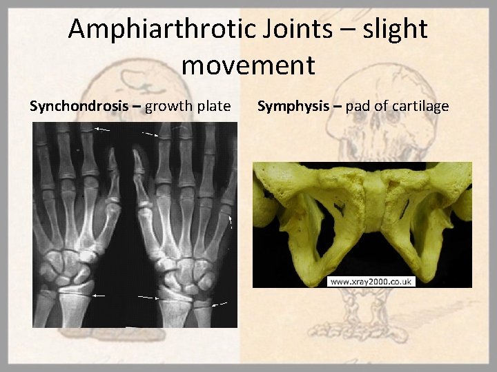 Amphiarthrotic Joints – slight movement Synchondrosis – growth plate Symphysis – pad of cartilage