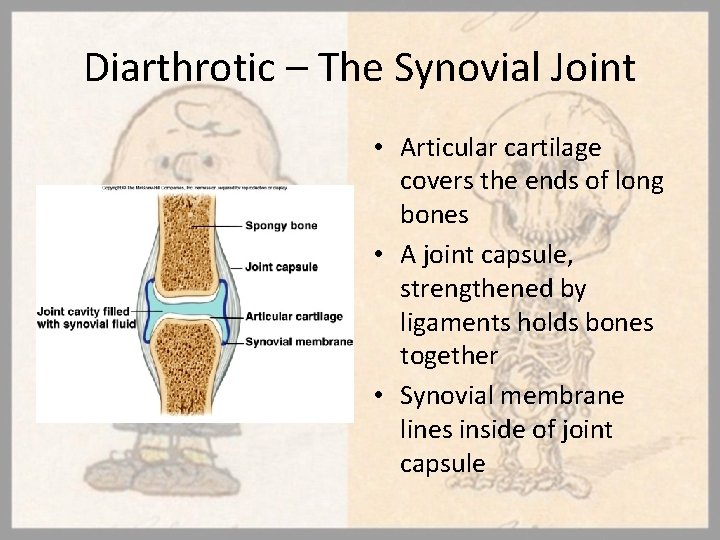 Diarthrotic – The Synovial Joint • Articular cartilage covers the ends of long bones