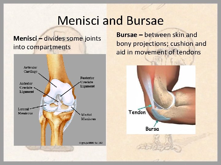 Menisci and Bursae Menisci – divides some joints into compartments Bursae – between skin