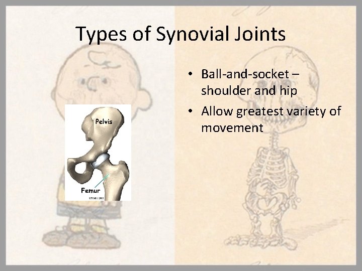 Types of Synovial Joints • Ball-and-socket – shoulder and hip • Allow greatest variety