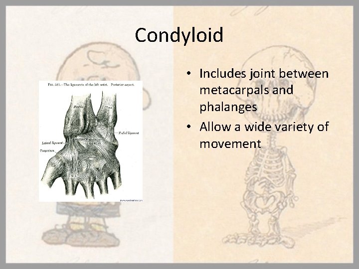 Condyloid • Includes joint between metacarpals and phalanges • Allow a wide variety of