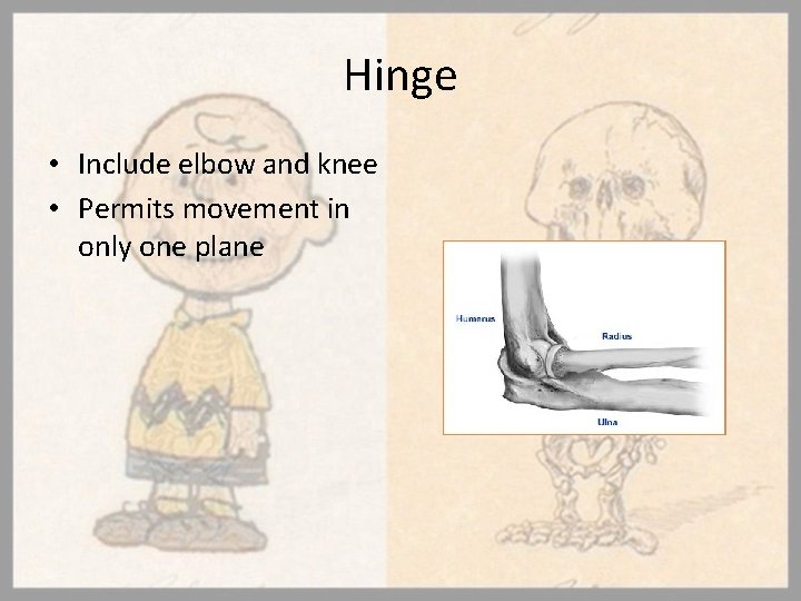 Hinge • Include elbow and knee • Permits movement in only one plane 
