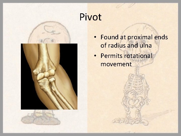 Pivot • Found at proximal ends of radius and ulna • Permits rotational movement
