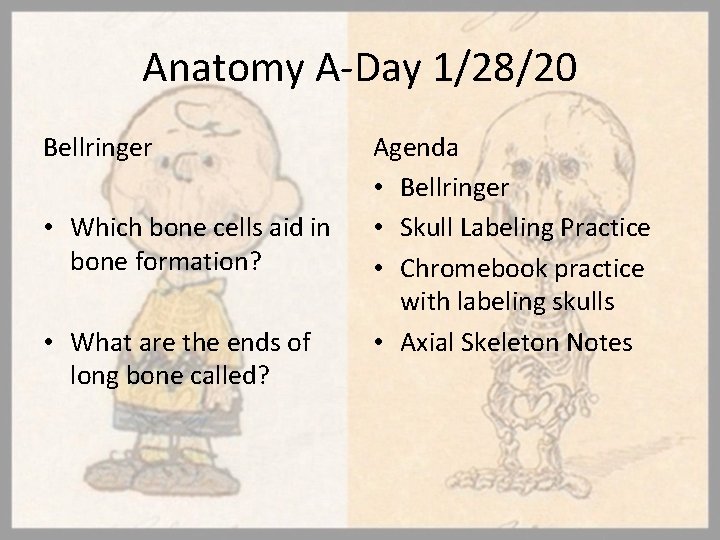 Anatomy A-Day 1/28/20 Bellringer • Which bone cells aid in bone formation? • What