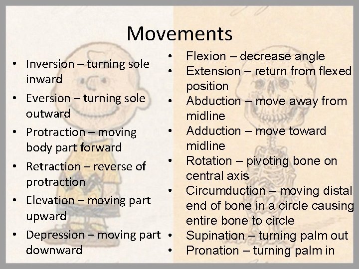 Movements • Inversion – turning sole inward • Eversion – turning sole outward •