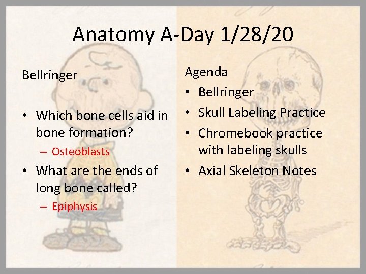 Anatomy A-Day 1/28/20 Bellringer • Which bone cells aid in bone formation? – Osteoblasts