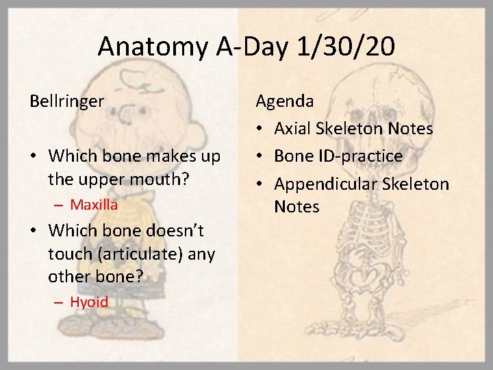Anatomy A-Day 1/30/20 Bellringer • Which bone makes up the upper mouth? – Maxilla