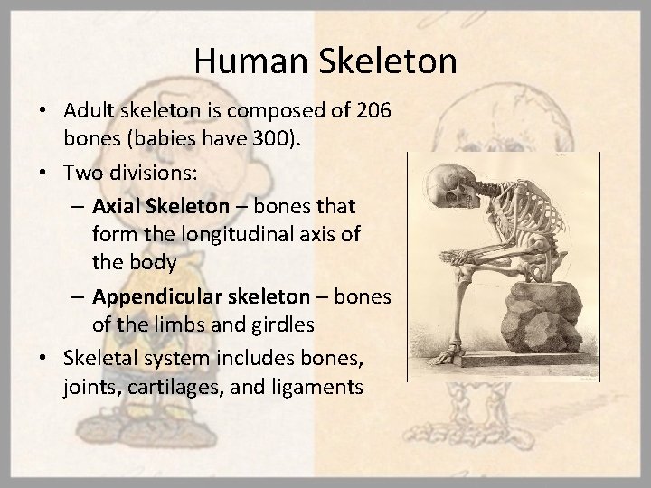 Human Skeleton • Adult skeleton is composed of 206 bones (babies have 300). •