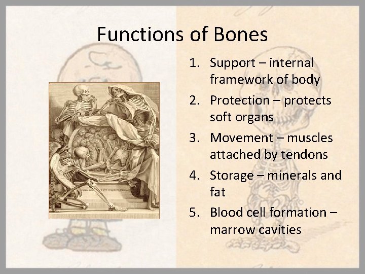 Functions of Bones 1. Support – internal framework of body 2. Protection – protects