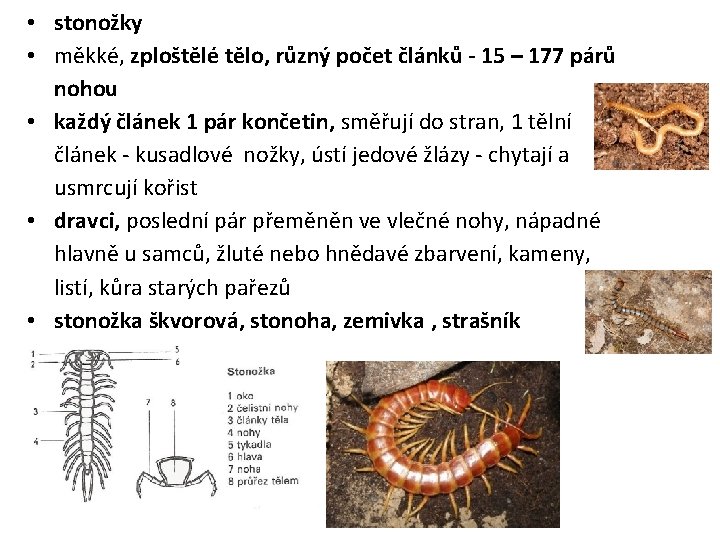  • stonožky • měkké, zploštělé tělo, různý počet článků - 15 – 177