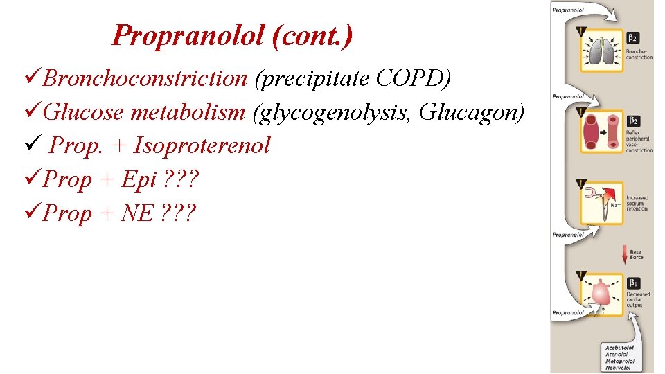 Propranolol (cont. ) üBronchoconstriction (precipitate COPD) üGlucose metabolism (glycogenolysis, Glucagon) ü Prop. + Isoproterenol
