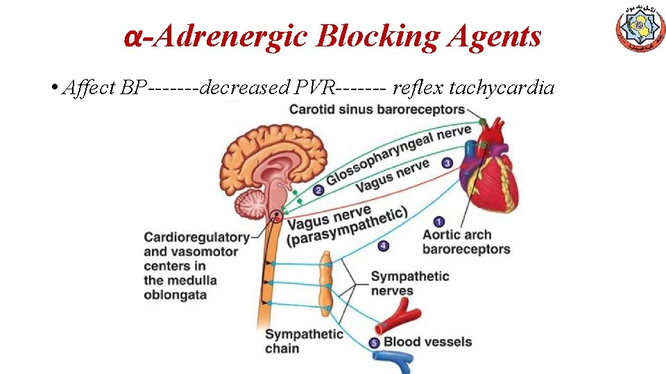 α-Adrenergic Blocking Agents • Affect BP-------decreased PVR------- reflex tachycardia 