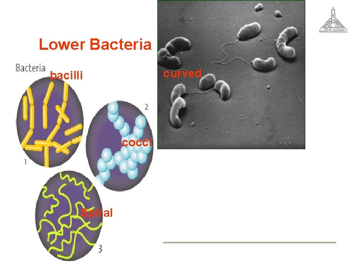 Lower Bacteria curved bacilli cocci Spiral 