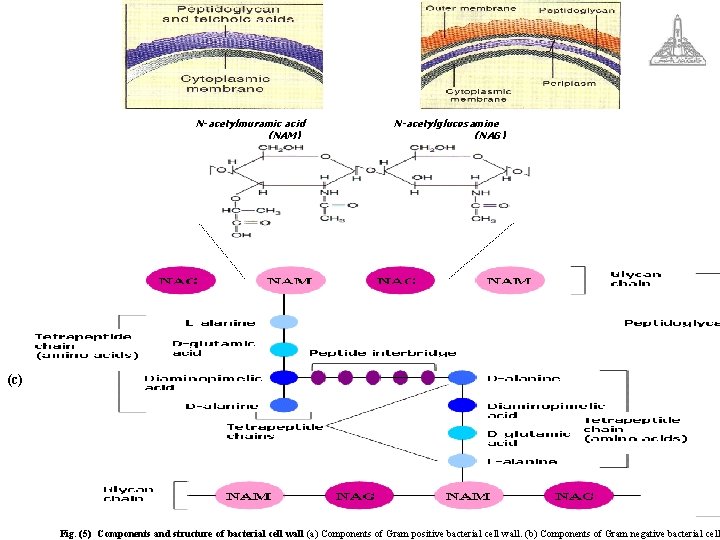 N-acetylmuramic acid (NAM) N-acetylglucosamine (NAG) (c) Fig. (5) Components and structure of bacterial cell