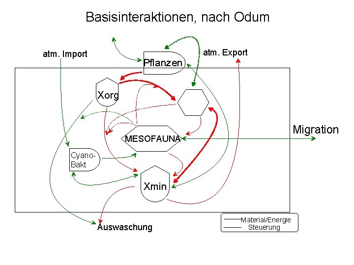 Basisinteraktionen, nach Odum atm. Import Pflanzen atm. Export Xorg Migration MESOFAUNA Cyano. Bakt Xmin