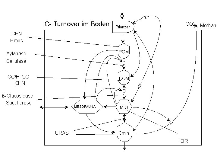 C- Turnover im Boden Pflanzen CO 2 Methan CHN Hmus POM Xylanase Cellulase GC/HPLC