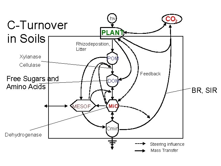 C-Turnover in Soils hn CO 2 PLANT Rhizodeposition, Litter Xylanase POM Cellulase Feedback Free