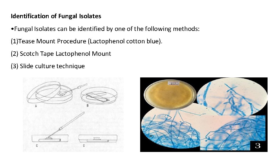 Identification of Fungal Isolates • Fungal Isolates can be identified by one of the