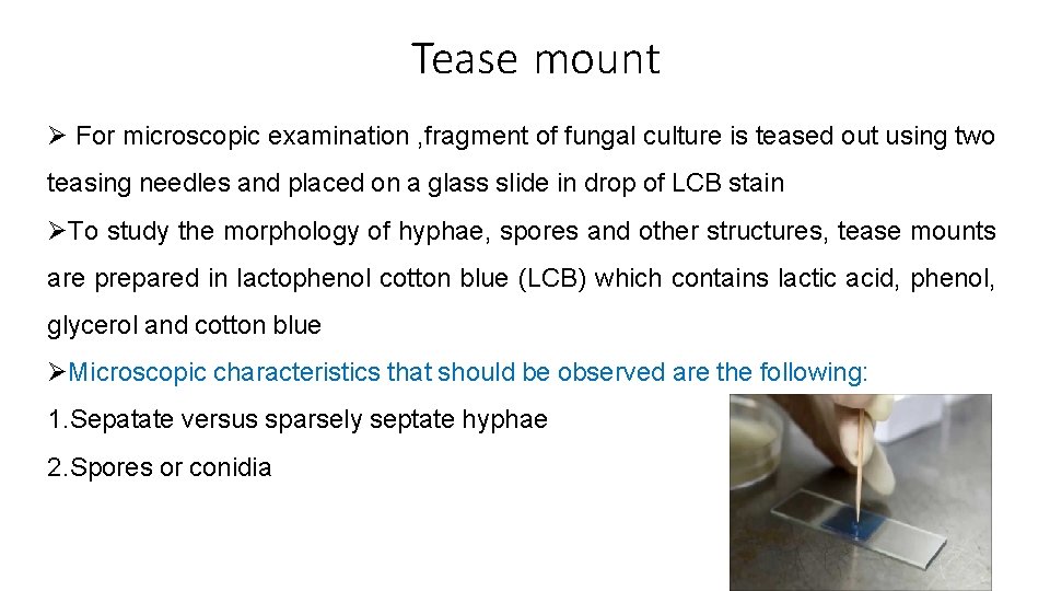 Tease mount For microscopic examination , fragment of fungal culture is teased out using