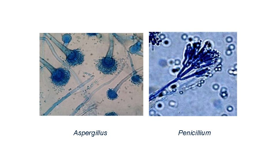 Aspergillus Penicillium 