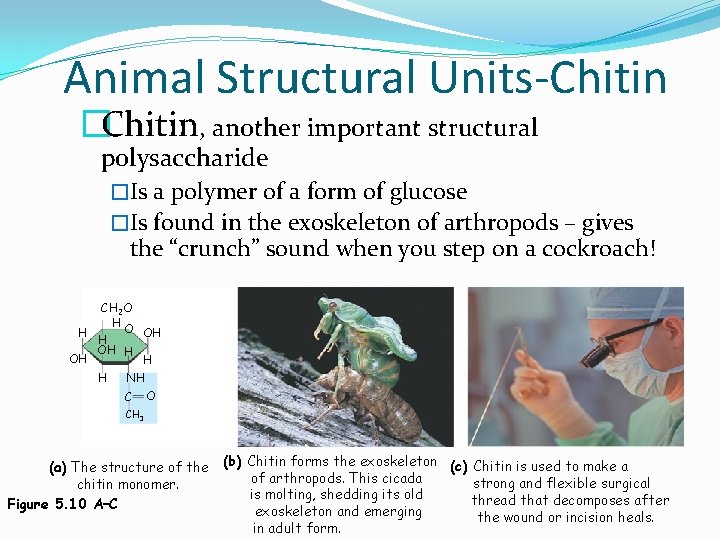 Animal Structural Units-Chitin �Chitin, another important structural polysaccharide �Is a polymer of a form