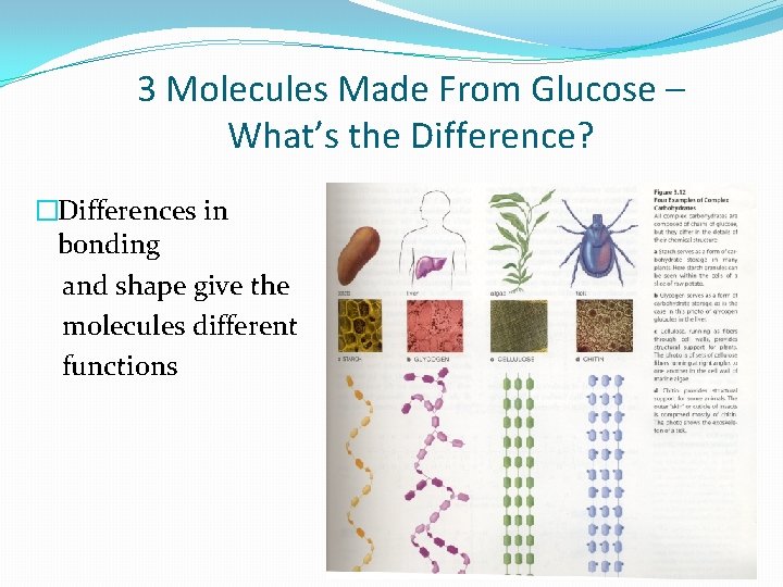 3 Molecules Made From Glucose – What’s the Difference? �Differences in bonding and shape