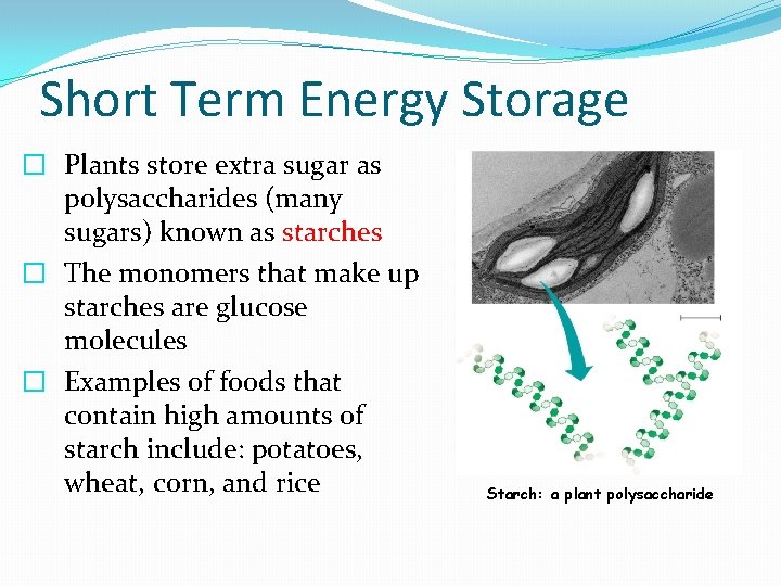 Short Term Energy Storage � Plants store extra sugar as polysaccharides (many sugars) known