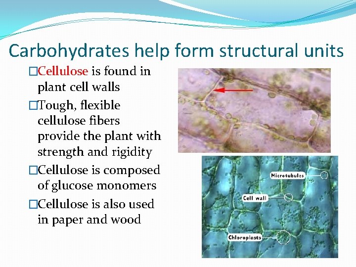Carbohydrates help form structural units �Cellulose is found in plant cell walls �Tough, flexible