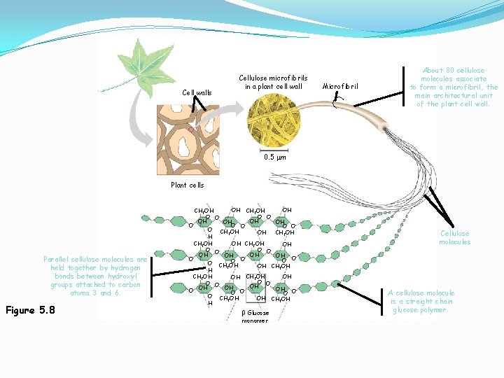 Microfibril Cell walls Cellulose microfibrils in a plant cell wall About 80 cellulose molecules