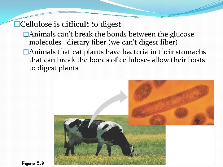 �Cellulose is difficult to digest �Animals can’t break the bonds between the glucose molecules